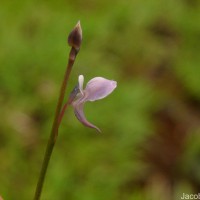 Utricularia uliginosa Vahl